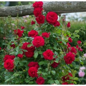 Hồng ngoại (hồng bụi) cây đang hoa