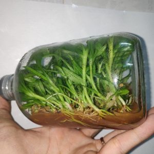 Giả Hạc Ma Bó - Chai mô gieo hạt 25 cây