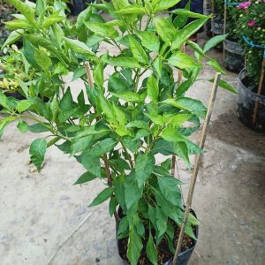 Cây ớt bí ngô đang trái - Pumpkin pepper