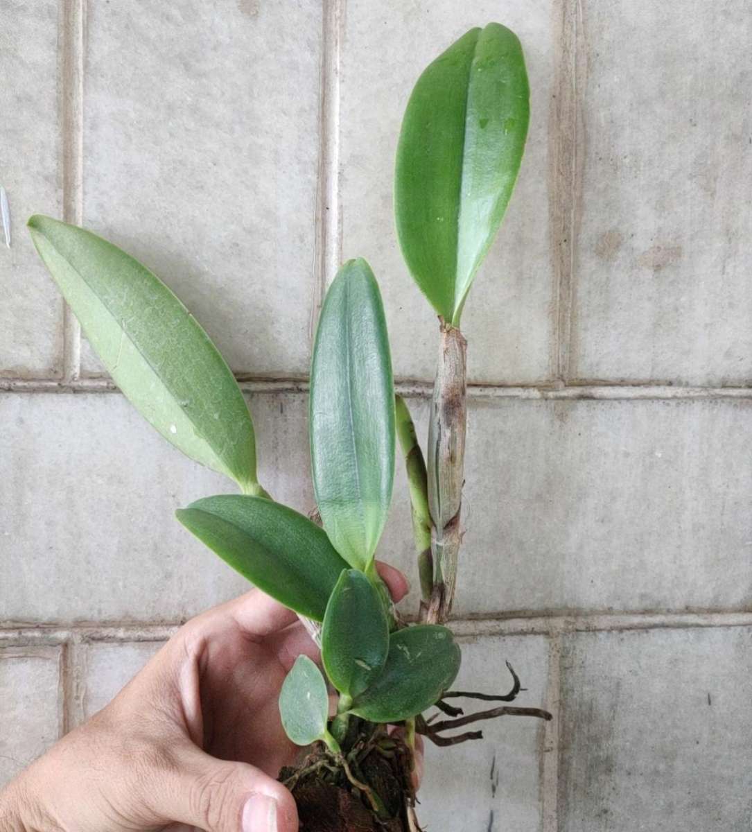 [Cây giống] Lan Cattleya Giống nhiều màu xổ số