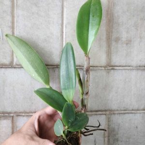 [Cây giống] Lan Cattleya Giống nhiều màu xổ số