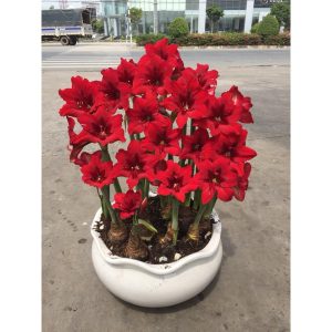 Củ lan huệ, củ hoa loa kèn cho hoa màu đỏ nhung