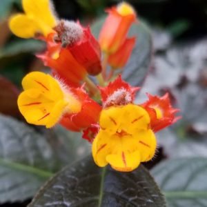 Cây lá gấm Sunset Bells C6