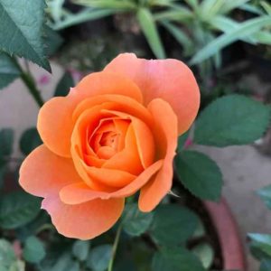 hồng ngoại tezza màu cam(siêu nụ)