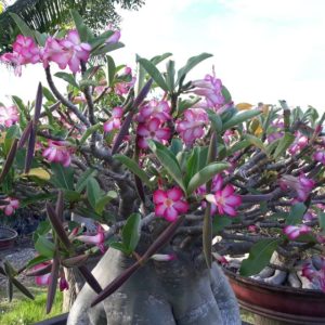 Cây giống sứ Kim Tự Tháp sắp hoa - Cây nguyên bản gieo từ hạt nhập Thái, trồng khoảng 1 tháng bắt đầu cho hoa