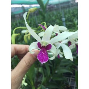 Cây Lan Dendro Nắng Thơm Bà Liễu - Cây to sắp hoa - giao cây to như hình