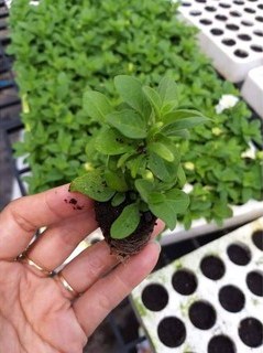 Combo 10 cây giống hoa dạ yên thảo KÉP mix 2 màu Trắng và Hồng