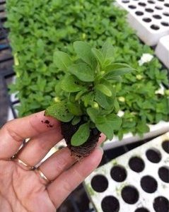 Combo 10 cây giống hoa dạ yên thảo KÉP mix 2 màu Trắng và Hồng