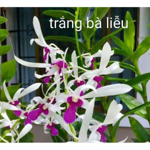 Cây Lan Dendro Nắng Thơm Bà Liễu - Cây to sắp hoa - giao cây to như hình