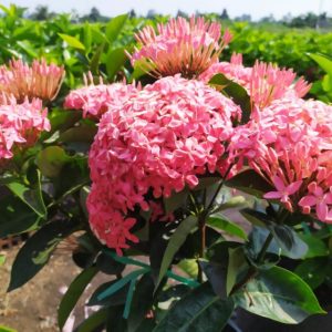 Cây giống Cây Bông Trang (mẫu đơn) - hồng