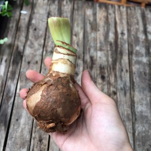 Củ lan huệ, củ hoa loa kèn cho hoa màu đỏ nhung