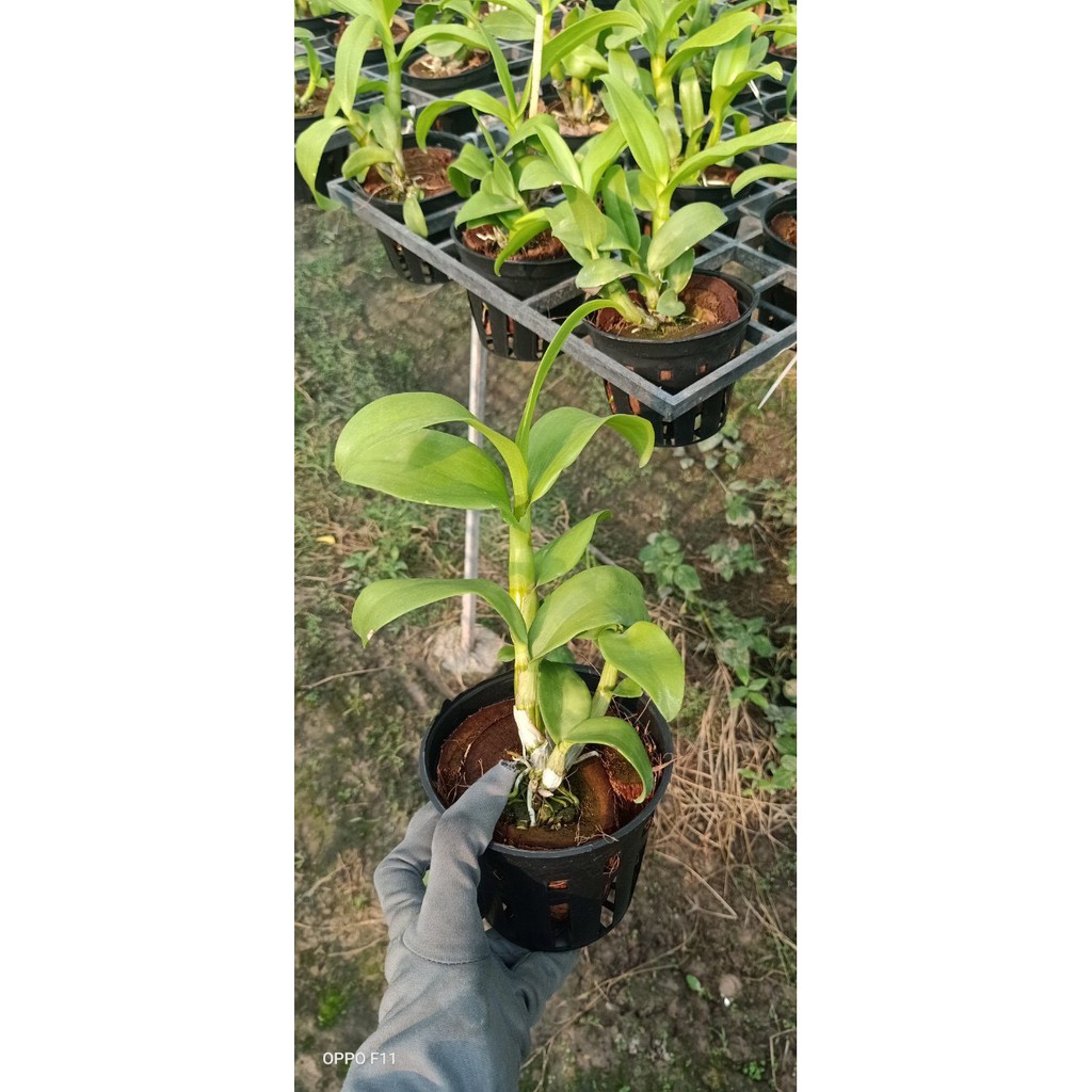 Cây lan Dendro đột biến 3 xanh 3 tím thân tơ sắp hoa, màu hoa lạ mắt đáng sưu tầm