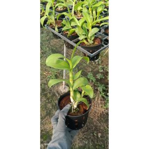 Cây lan Dendro đột biến 3 xanh 3 tím thân tơ sắp hoa, màu hoa lạ mắt đáng sưu tầm