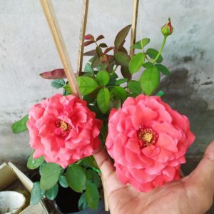 [Cây giống hoa] Hồng cổ Tàu màu hồng - form bông cực to, lâu tàn (hồng bụi) size chậu C9 - CayGiongTot