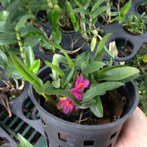 Chậu cây lan Dendro Nhật Hibiki bông chùm cực đẹp