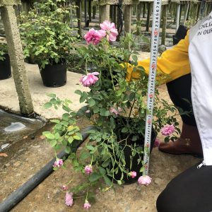 Hồng bụi Sister Elizabeth size chậu C10