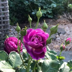 [Cây giống hoa] Hồng Society giống hồng leo Mỹ hoa thơm - CayGiongTot