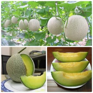 Gói 0.5GR hạt giống Dưa Lưới F1 SV 737 ( Ruột Xanh)