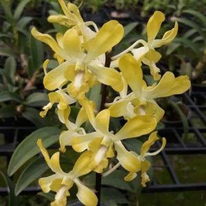 Dendro Nắng Thơm Banana - cây to khủng sắp hoa