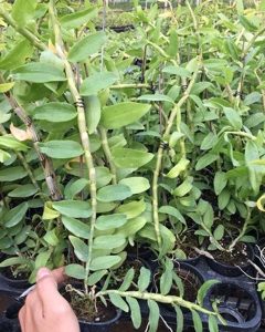 Cốc giống Giả Hạc - Phi Điệp Hồng Ngọc Mắt Xước Mentor 1 thân dài 5-10cm đã thuần vườn