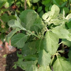 Cây giống táo đỏ, táo tây, cây bôm - Pomme