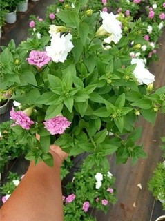 Combo 10 cây giống hoa dạ yên thảo KÉP mix 2 màu Trắng và Hồng