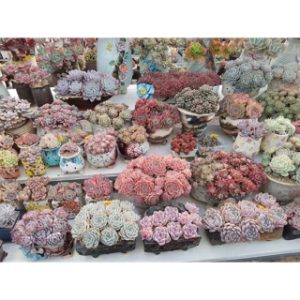 Combo 10 cây giống Sen Đá mix đủ 10 loại