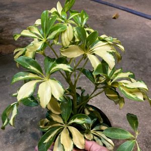 Cây giống Cây ngũ gia bì cẩm thạch - CayGiongTot