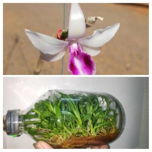 Giả Hạc Ma Bó - Chai mô gieo hạt 25 cây