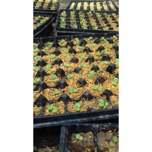 Khay ươm 49 lỗ chuyên dụng cho viên nén ươm hạt loai 1 dày, bền, đẹp