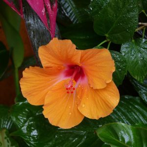 [Cây giống hoa] Dâm bụt cánh đơn - cam