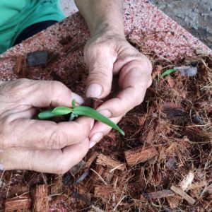 Lan Ngọc Điểm Chai Mô - Hồng cánh sen 28 cây