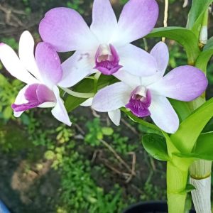 Chậu cây lan Dendro màu hồng pha trắng