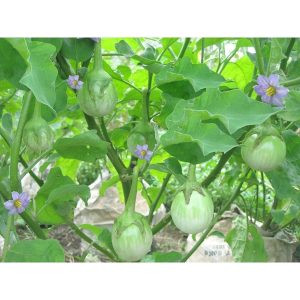 Gói 1GR hạt giống Cà Ngọt F1 SV No 1