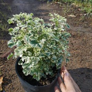 [Cây phong thủy] Đinh Lăng Cẩm Thạch - CayGiongTot