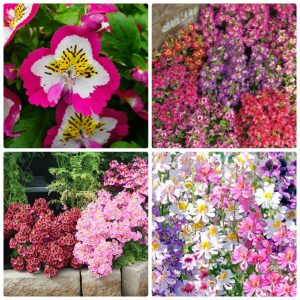 Gói 0.5GR hạt giống hoa Bướm Cali Nhiều Màu