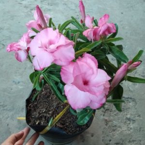 [Cây giống Hoa] Sứ Kỳ Duyên - cây nhỏ