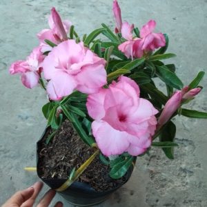 [Cây giống Hoa] Sứ Kỳ Duyên - cây nhỏ