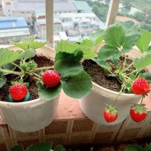 [Ngó] Cây giống dâu Nhật lùn hoa đỏ - Giống siêu trái chịu nhiệt cực tốt