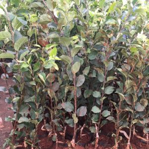 Cây giống táo đỏ, táo tây, cây bôm - Pomme