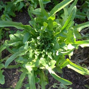 Gói 4GR hạt giống Xà Lách Sồi Xanh Okaleaf