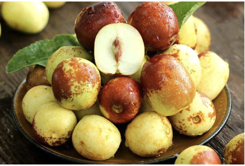 Cây giống hồng táo - táo tàu Dongzao chịu nhiệt 47,6 độ C, thu trái tháng 9-10 hàng năm