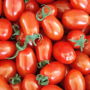 Chậu cây cà chua bi Cherry Đỏ cơm dày thịt ngọt ăn rất ngon