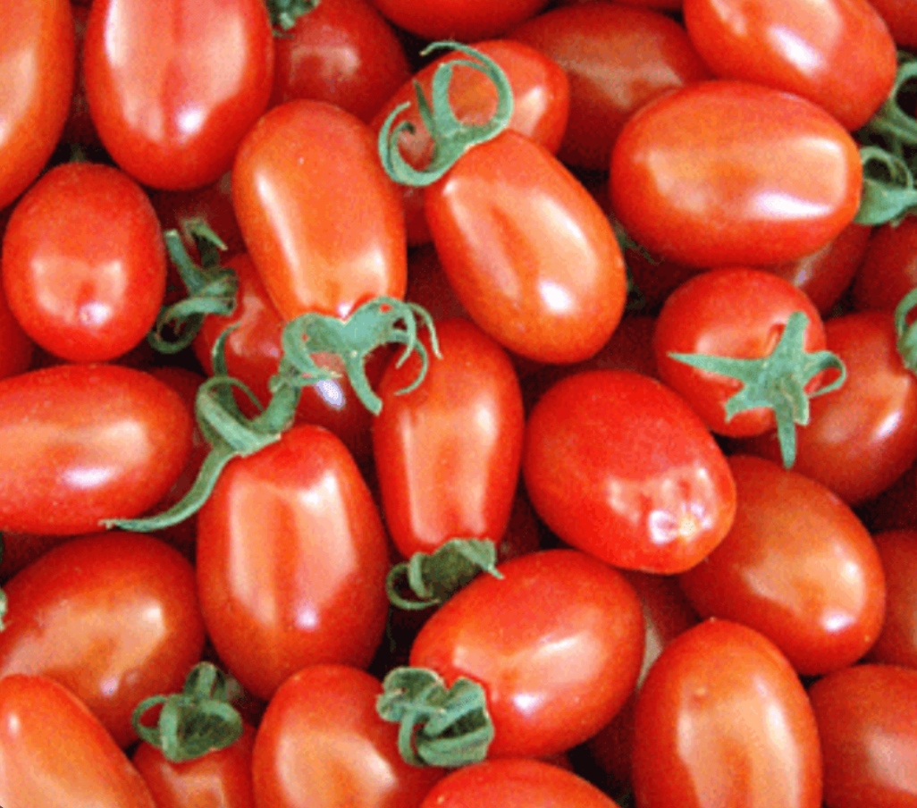 Chậu cây cà chua bi Cherry Đỏ cơm dày thịt ngọt ăn rất ngon