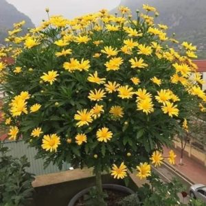 Chậu cây cúc thân gỗ (cúc trường thọ) size trung - cỡ chậu c10