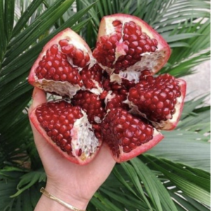 Chậu cây lựu Ấn Độ đang hoa trái