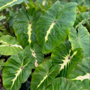 Chậu cây môn White Lava