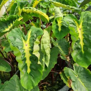 Chậu cây môn White Lava