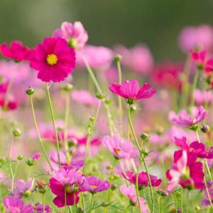 Gói 50  hạt giống hoa Cúc Sao Nháy DayDream