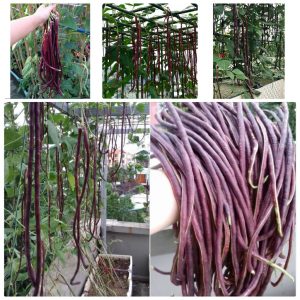 Gói 10GR hạt giống Đậu Đũa Tím Cao Sản (Da Tím)